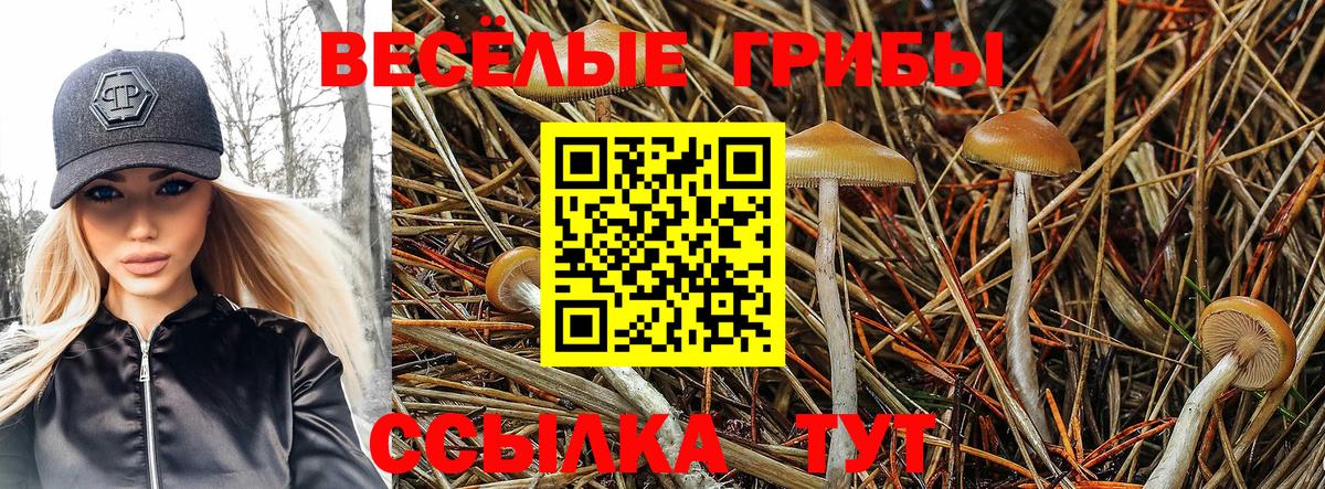 Псилоцибиновые грибы Psilocybine cubensis Сальск
